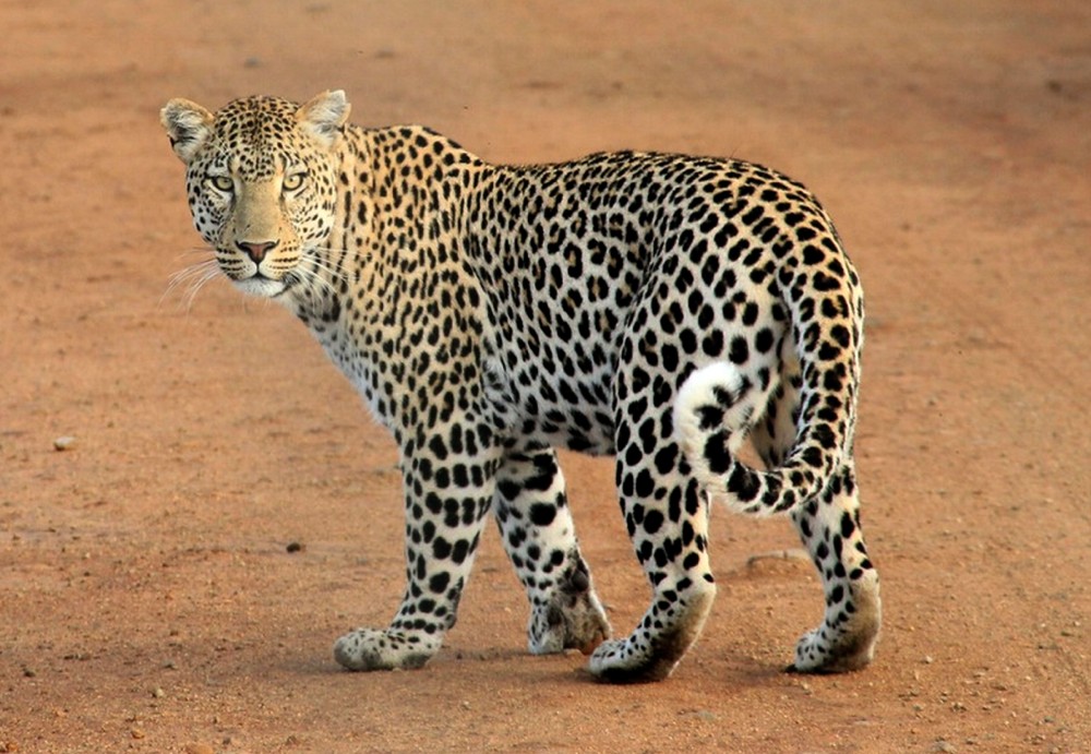 leopard Trail Images